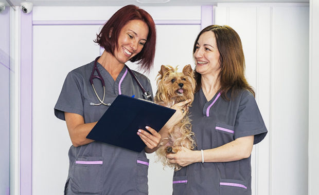 Veterinary Jobs - Veterinarian Jobs - Veterinary Nurse Jobs - Vet Jobs