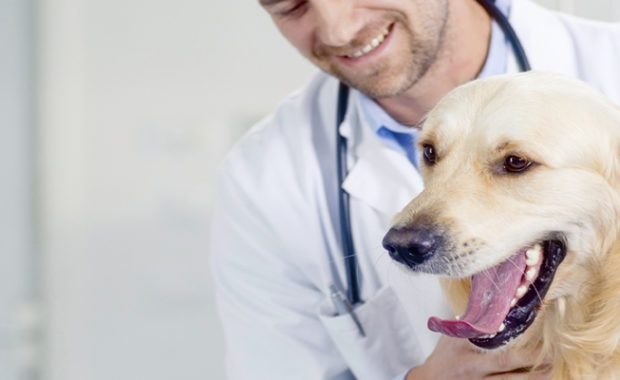 Vet Jobs and Nurse Jobs and Retriever