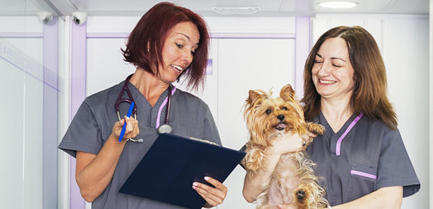 Vet Nurses Dog