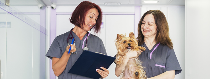 Vet Nurse Jobs