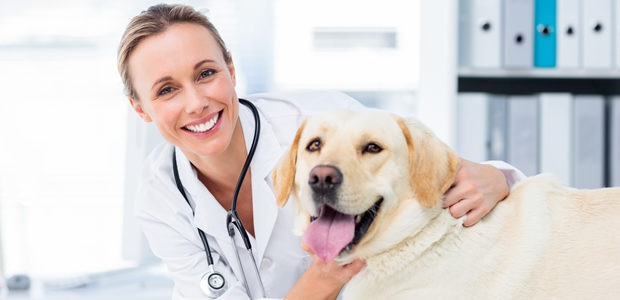 How To Write A Vet Job Ad