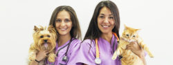 Veterinary Nurse Jobs