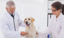 Veterinarian Jobs - Veterinary Jobs