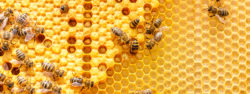 Vet Jobs - Bees
