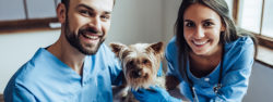 Vet Jobs - Veterinarian Jobs