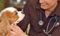 Vet Jobs - Veterinary Surgeon Jobs