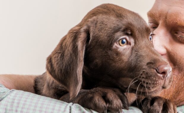 Emergency Veterinarian Jobs