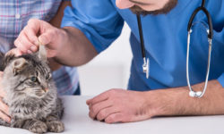 Vet Jobs - Veterinarian Jobs - Veterinary Nurse Jobs - Veterinary Jobs