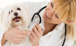 Vet Jobs - Veterinarian Jobs - Veterinary Nurse Jobs - Veterinary Jobs