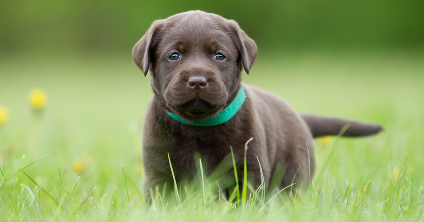Veterinary Jobs - Vet Jobs - Veterinarian Jobs - DVM Jobs - Veterinary Surgeon Jobs - Veterinary Nurse Jobs - Vet Nurse Jobs - Veterinary Technician Jobs - Vet Tech Jobs - Veterinary Medicine Jobs - Veterinary Surgery Jobs - Vet Life