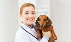 Vet Jobs - Veterinarian Jobs - Veterinary Nurse Jobs - Veterinary Jobs