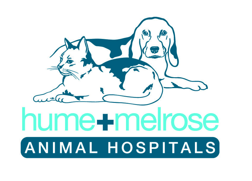VETERINARIAN Small Animal Veterinary Jobs the Fresh Way Australia
